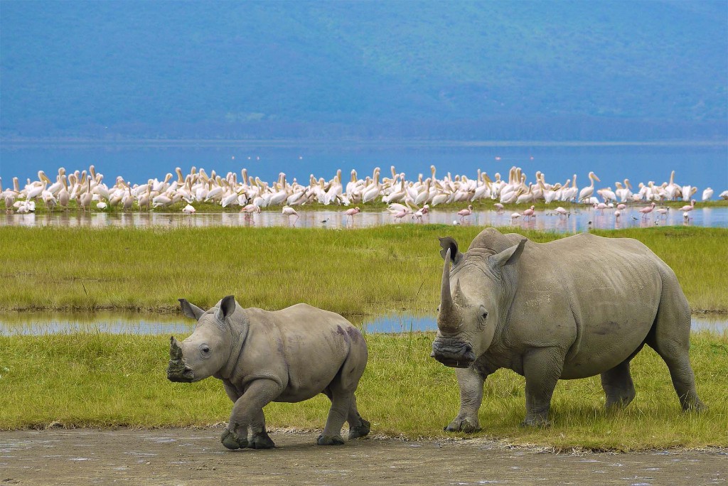 Northern Parks Family Safari
