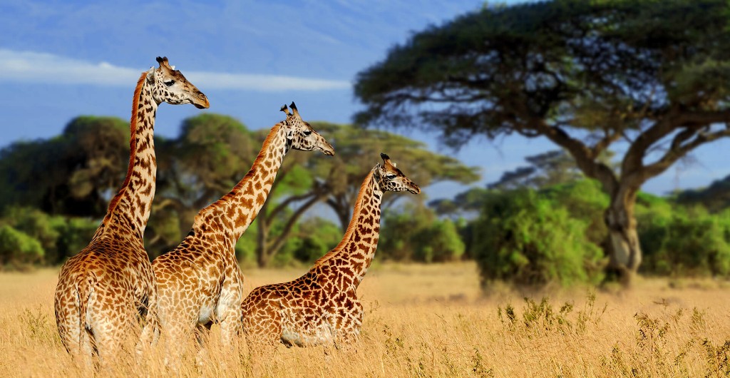 Tarangire & Ngorongoro Classic